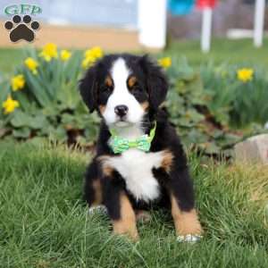 Oliver, Bernese Mountain Dog Puppy